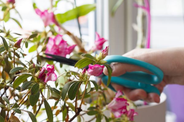 Azalea Pruning in Topeka