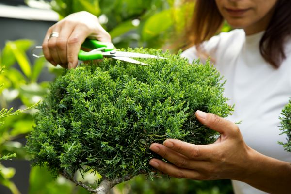 Juniper Shrub Pruning in Topeka