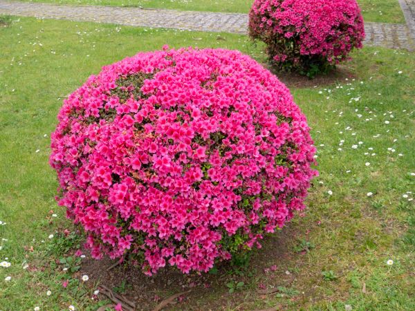 Rhododendron Pruning in Topeka