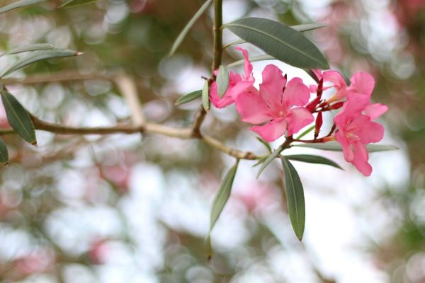 Oleander Removal in Topeka