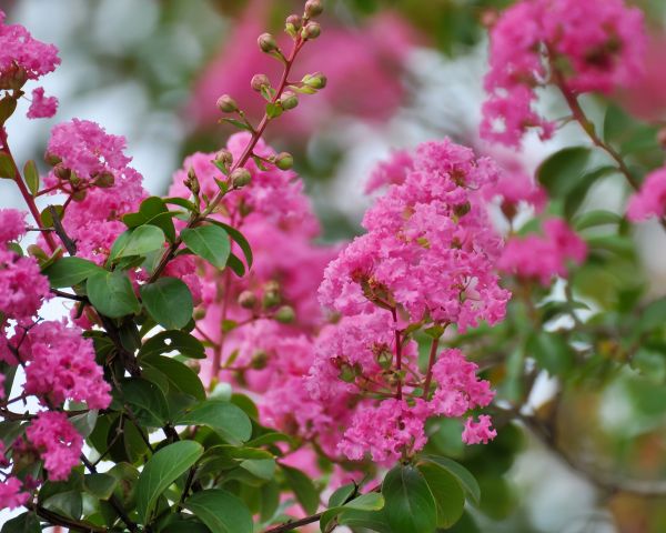 Cost of Crepe Myrtle Removal in Topeka