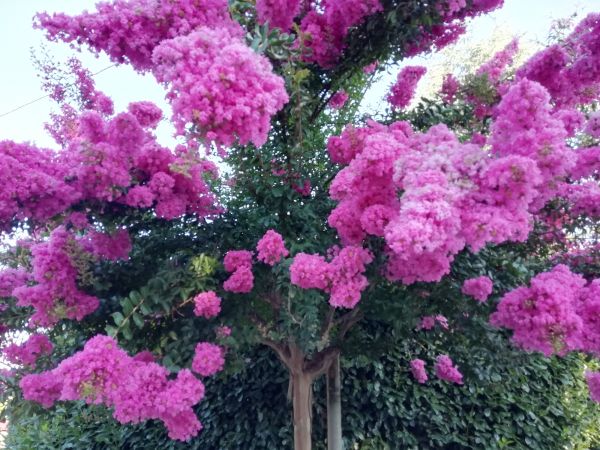 Crape Myrtle Pruning in Topeka