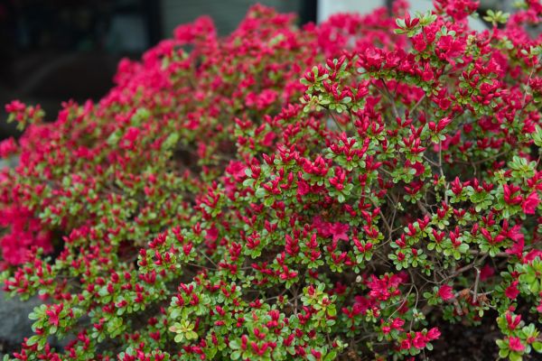 Cost of Weigela Removal Service in Topeka