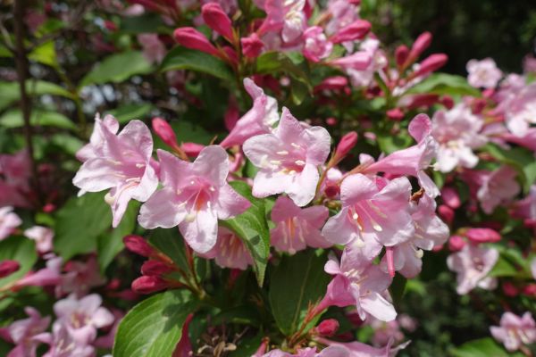 Cost of Weigela Pruning Service in Topeka