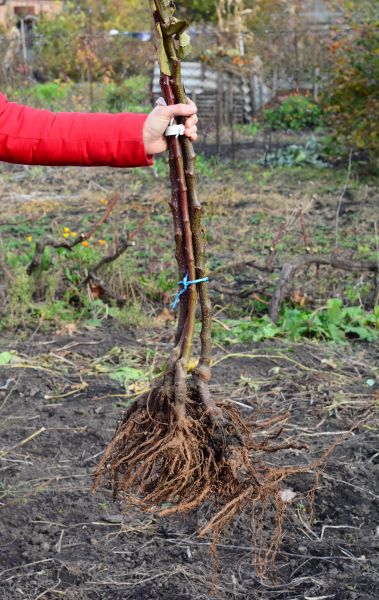Shrub Root Removal in Topeka