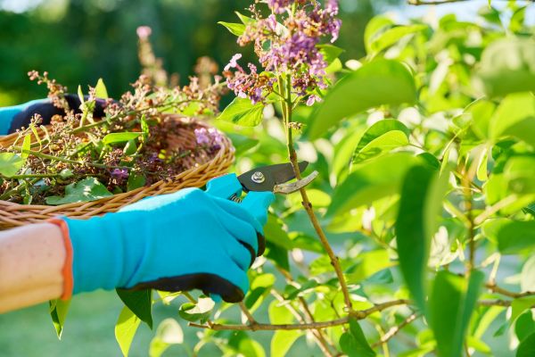 Cost of Lilac Trimming Service in Topeka