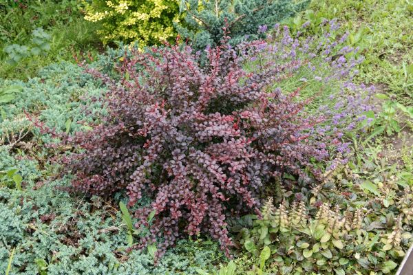 Japanese Barberry Removal in Topeka