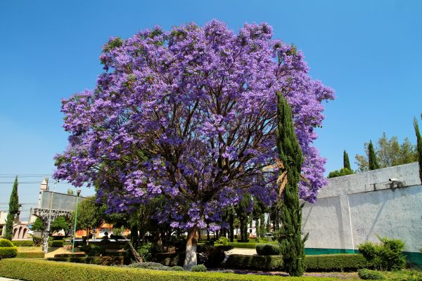Jacaranda Pruning in Topeka