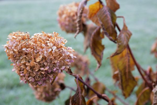 Cost of Hydrangea Removal in Topeka