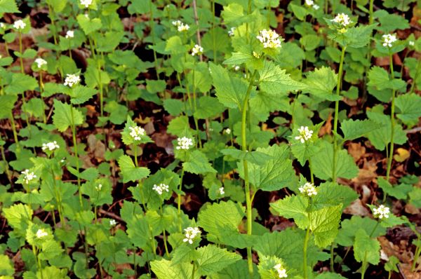 Garlic Mustard Removal in Topeka