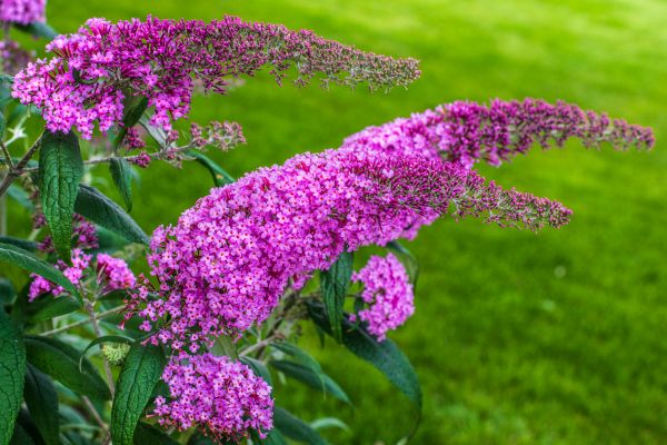 Butterfly Bush Removal in Topeka