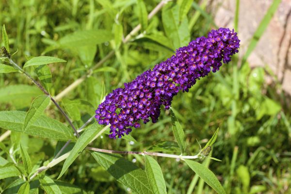 Butterfly Bush Pruning in Topeka
