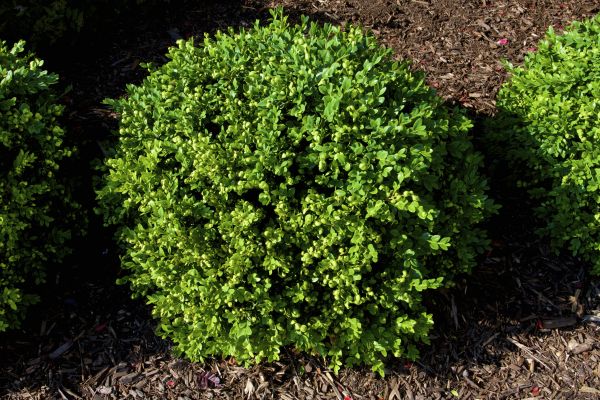 Boxwood Removal in Topeka