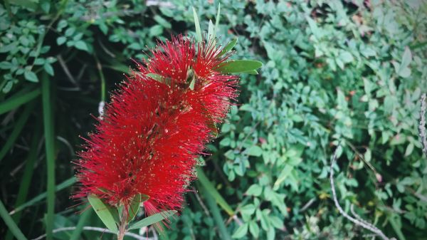 Bottlebrush Pruning in Topeka