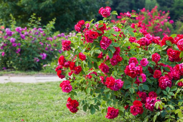 Shrub Trimming in Topeka