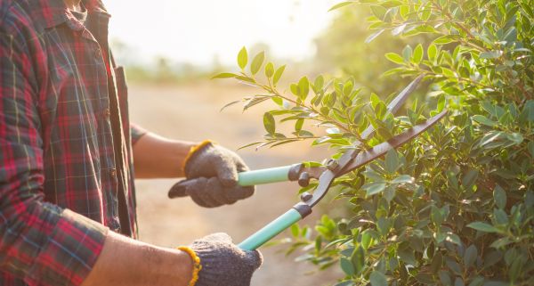Shrub Pruning in Topeka