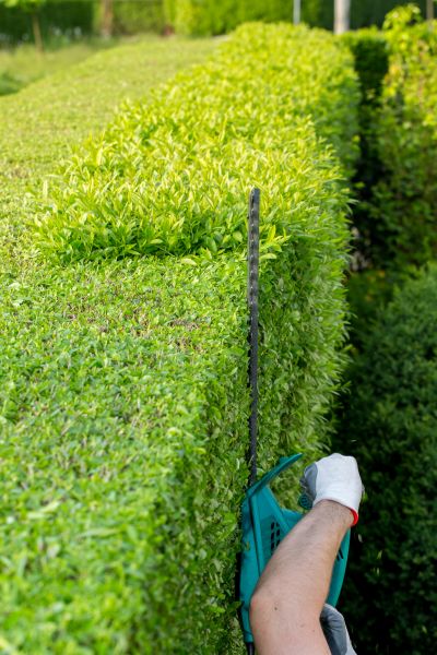 Hedge Trimming in Topeka